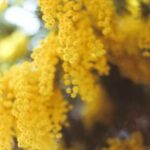 Mimosa Supercritique di Les Eaux Primordiales
